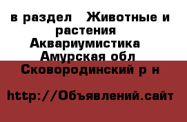  в раздел : Животные и растения » Аквариумистика . Амурская обл.,Сковородинский р-н